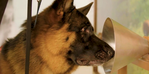 A dog being trained to sniff out diseases such as cancer A dog being trained to sniff out diseases such as cancer